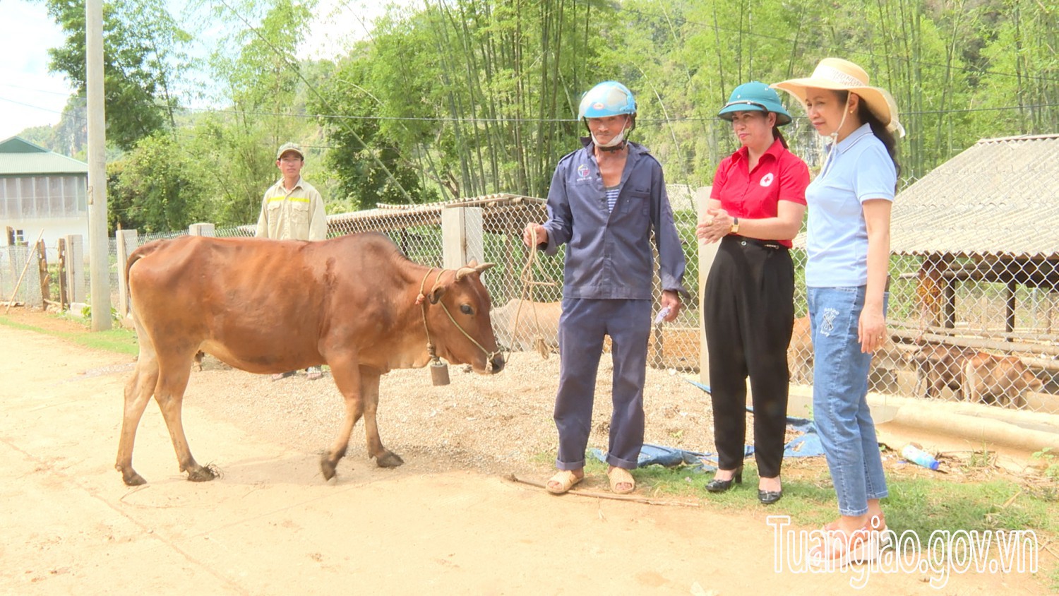 Hội CTĐ huyện Tuần Giáo trao 5 con bò sinh sản trong tháng nhân đạo